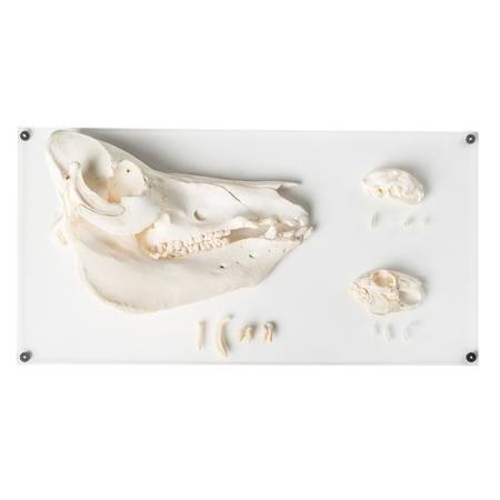 3B SCIENTIFIC Tooth Types of Different Mammals, Deluxe 1021046